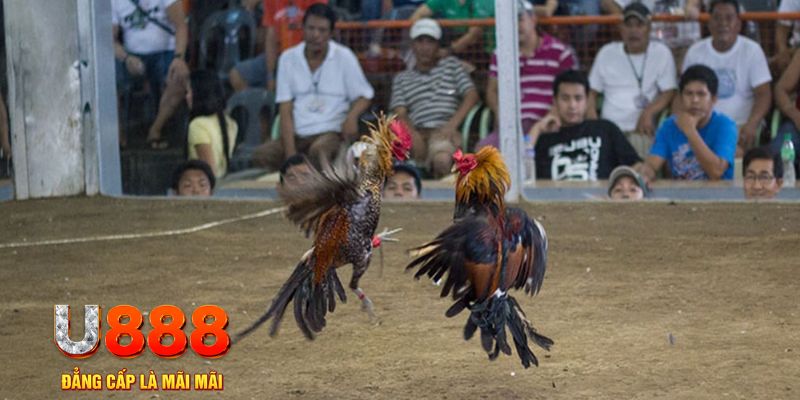 79king6 đăng nhập mậu binh khuyến mãi